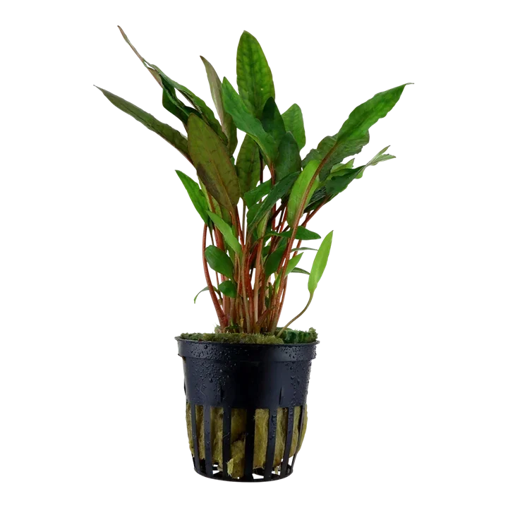 Cryptocoryne beckettii "Petchii" aquarium plant
