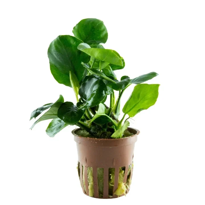 Anubias barteri 'Coin Leaf' aquarium plant