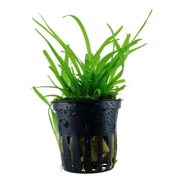 Sagittaria subulata aquarium plant