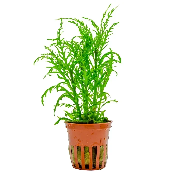Hygrophila odora