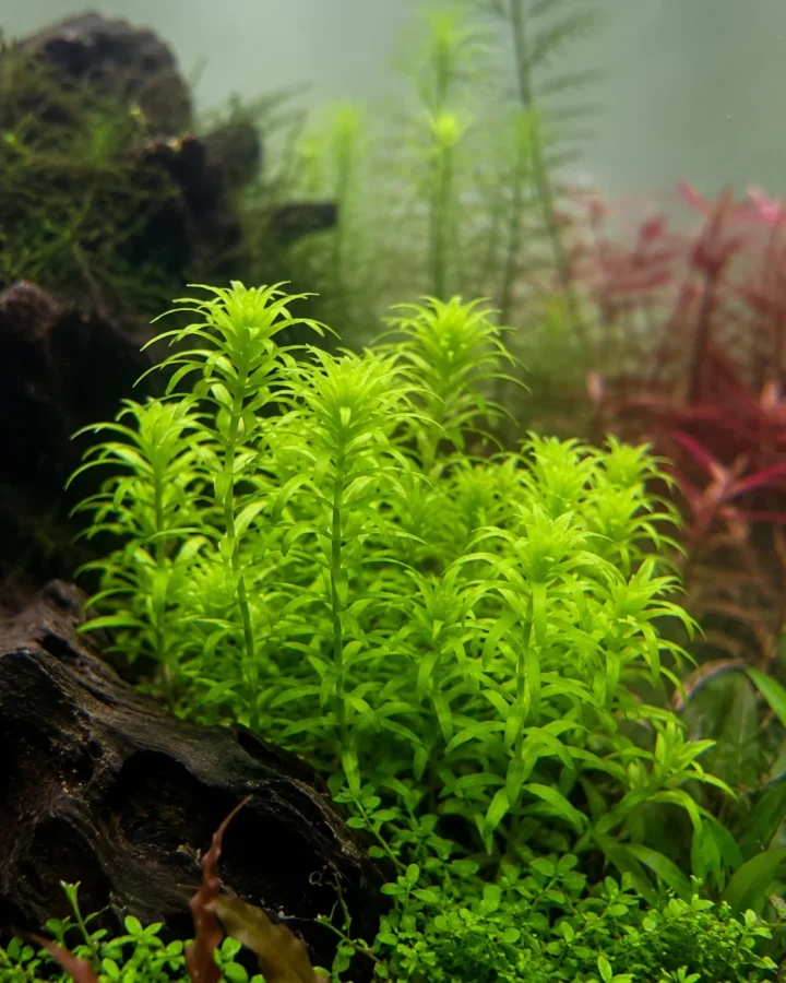 Tonina fluviatilis aquarium plant
