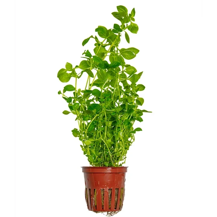 Ludwigia palustris aquarium plant