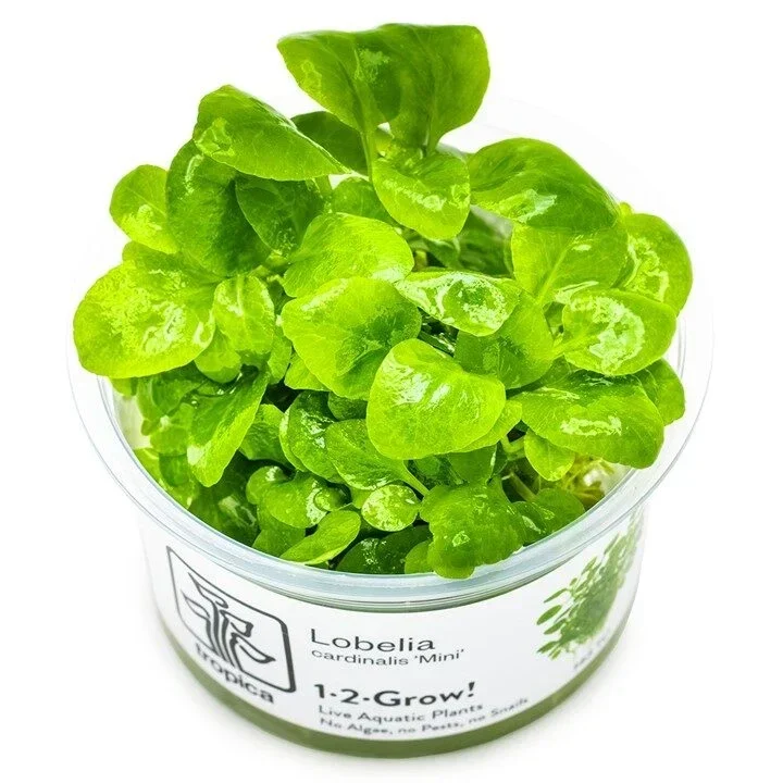 Lobelia cardinalis 'Kleine Form' aquarium plant