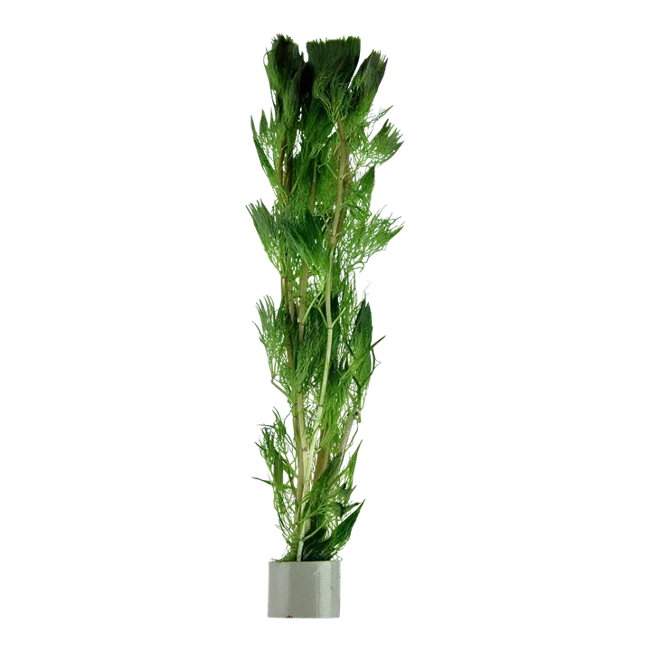 Cabomba aquatica