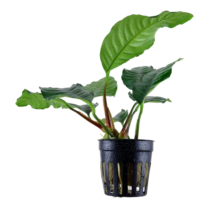 Anubias barteri var. coffeifolia
