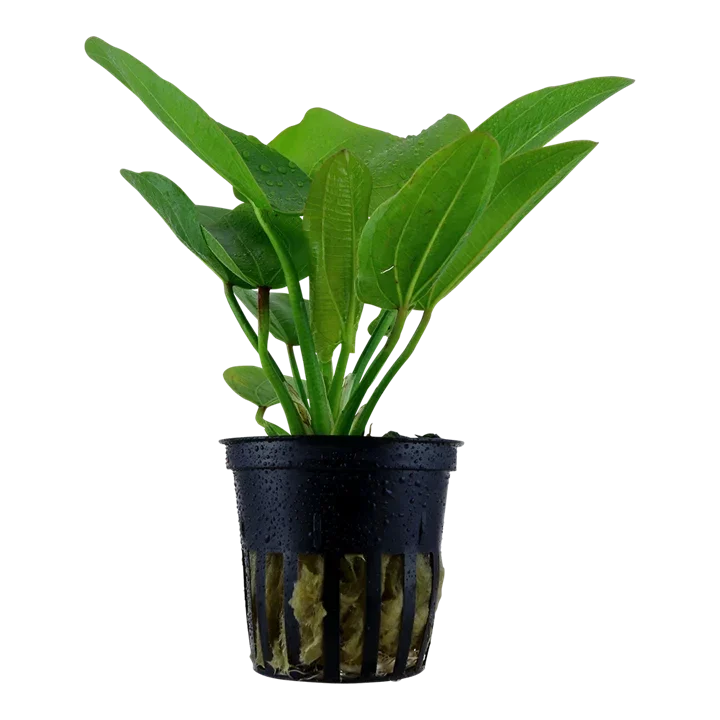Echinodorus 'Aquartica' aquarium plant