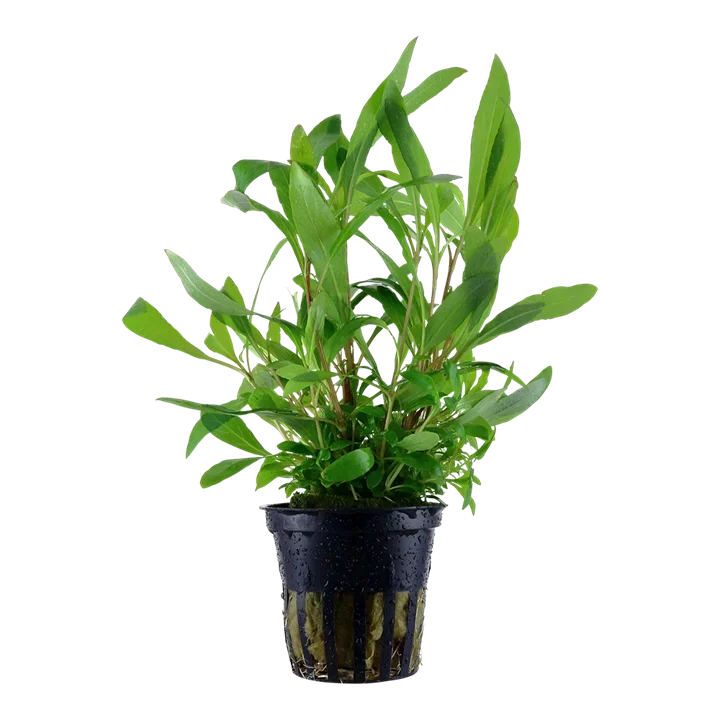Hygrophila corymbosa 'Siamensis'