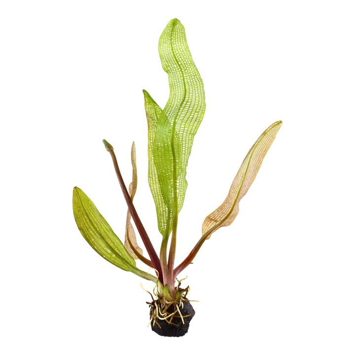 Aponogeton madagascariensis var. madagascariensis
