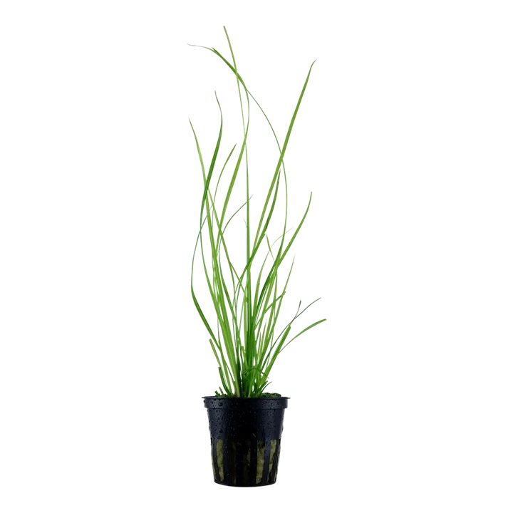 Cyperus helferi aquarium plant
