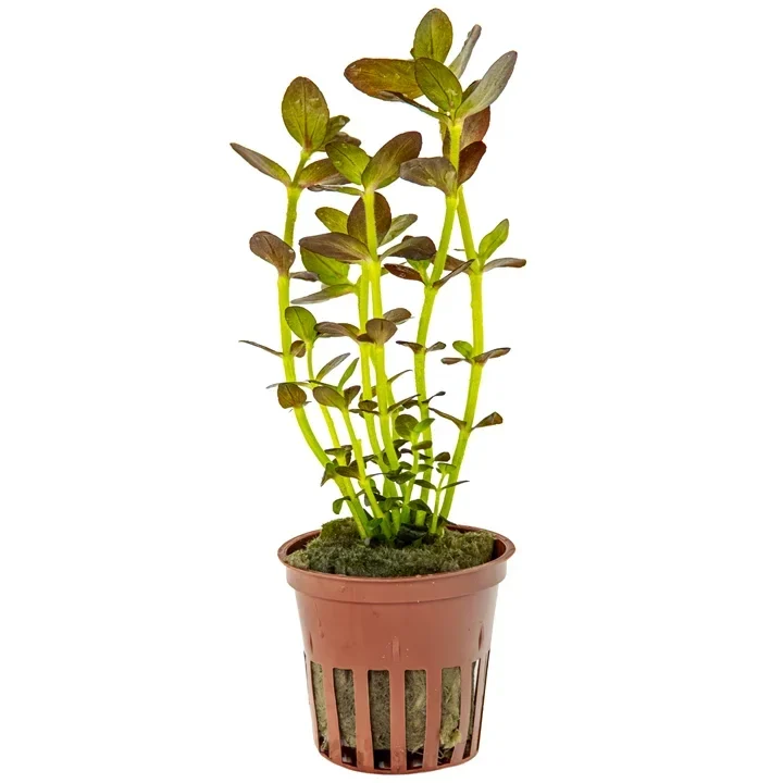 Bacopa salzmannii aquarium plant