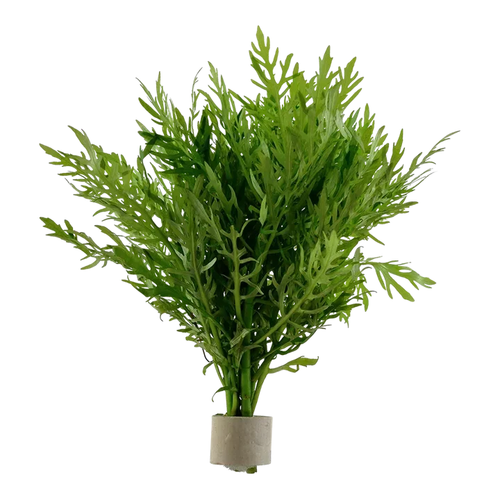 Hygrophila difformis