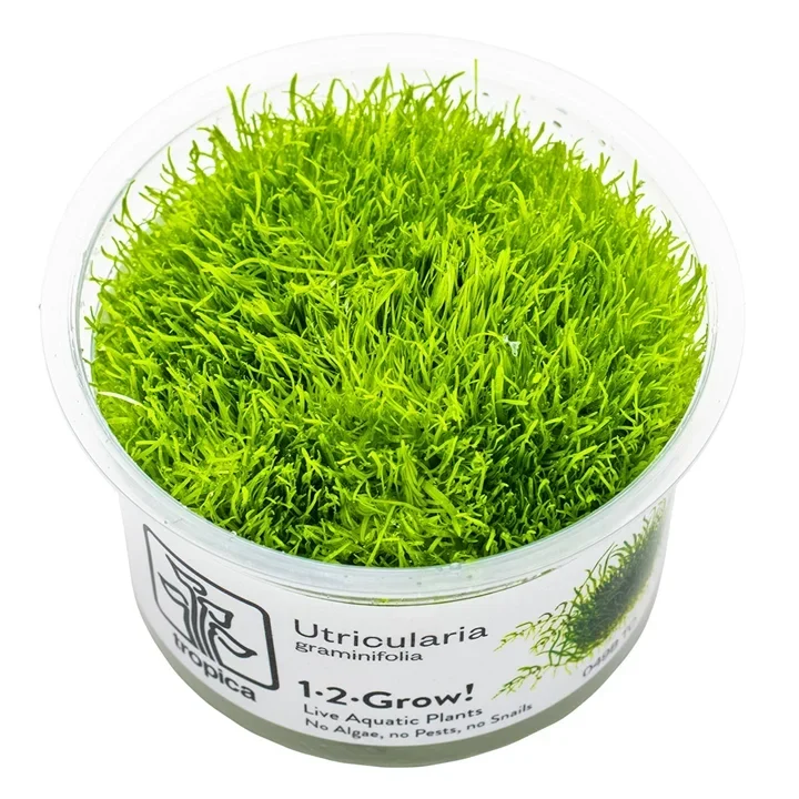 Utricularia graminifolia aquarium plant