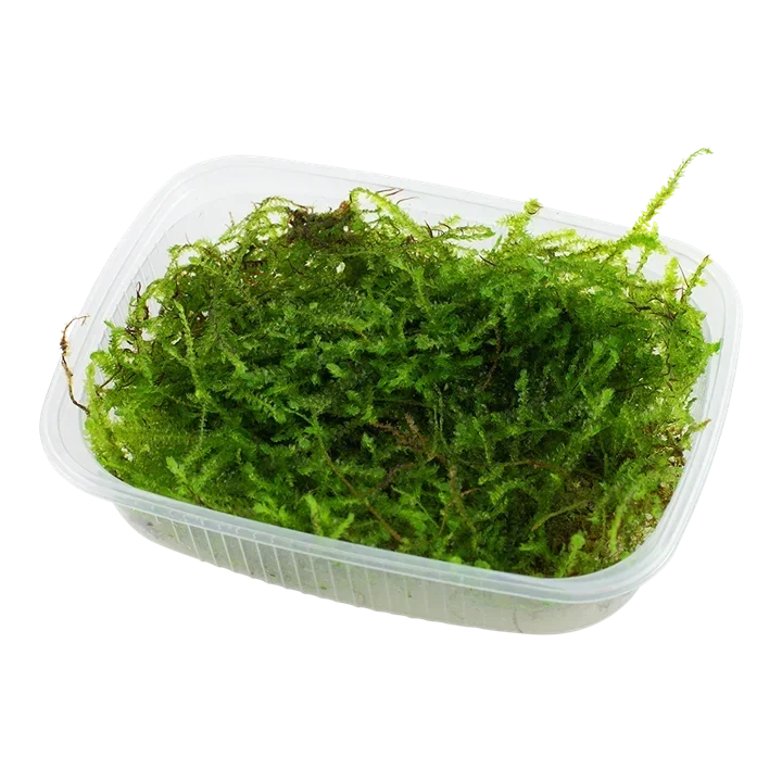 Taxiphyllum barbieri aquarium plant