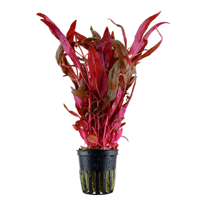 Alternanthera reineckii "Rosaefolia"