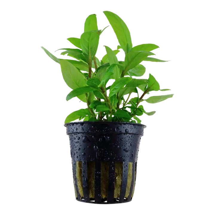 Staurogyne repens aquarium plant