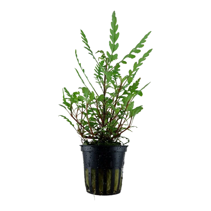 Hygrophila pinnatifida aquarium plant