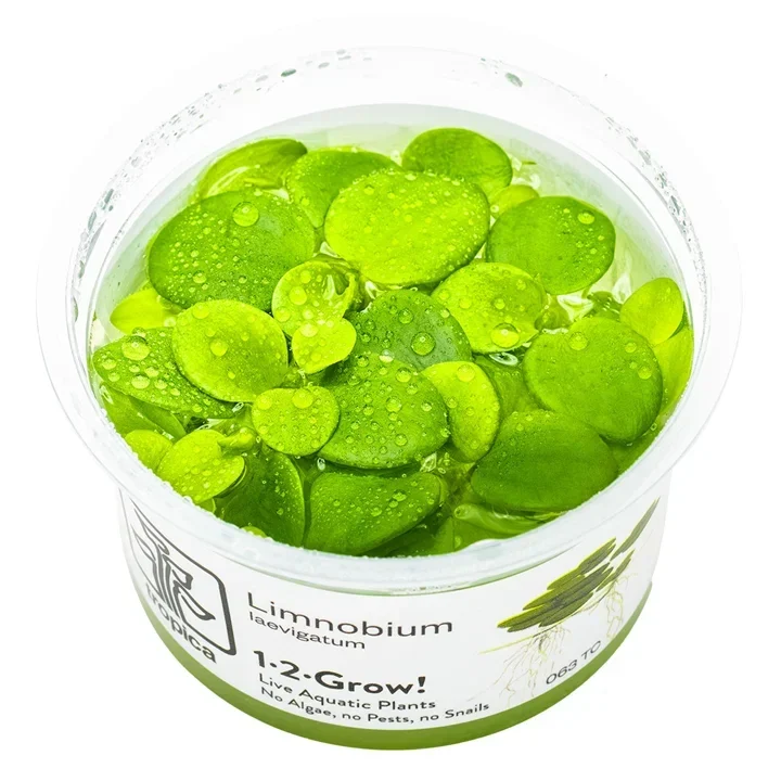 Limnobium laevigatum aquarium plant
