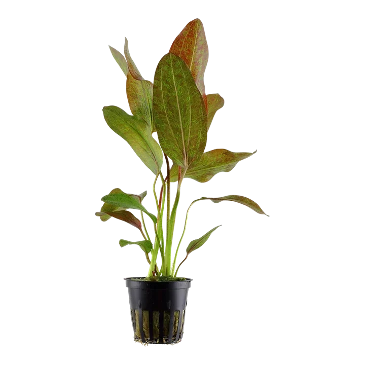 Echinodorus 'Ozelot Green' aquarium plant