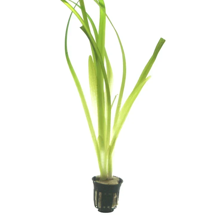 Vallisneria australis aquarium plant