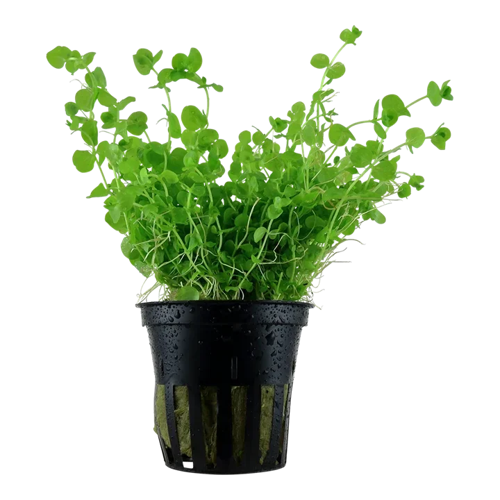 Micranthemum umbrosum aquarium plant