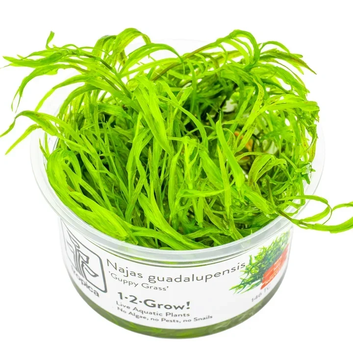 Najas guadalupensis aquarium plant