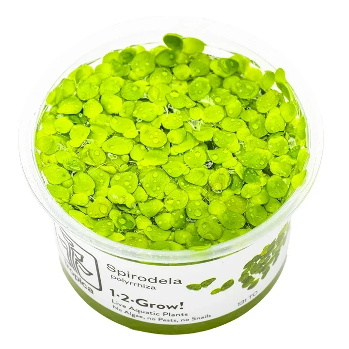 Spirodela polyrhiza aquarium plant