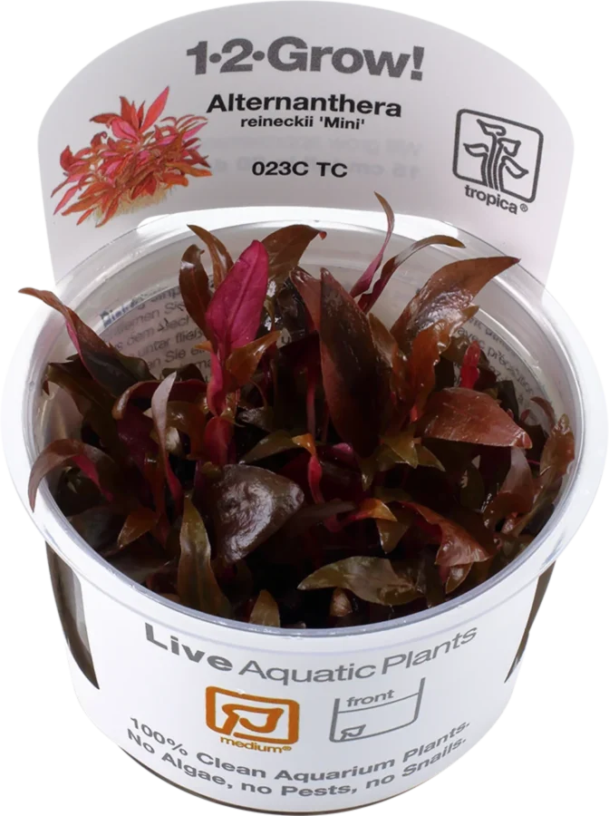 Alternanthera reineckii 'Mini'