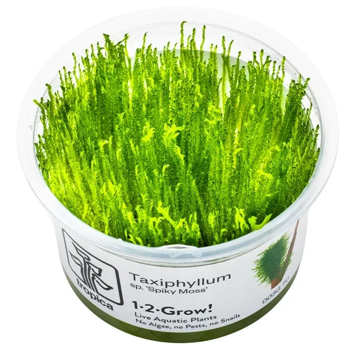 Taxiphyllum sp. "Spiky Moss" aquarium plant