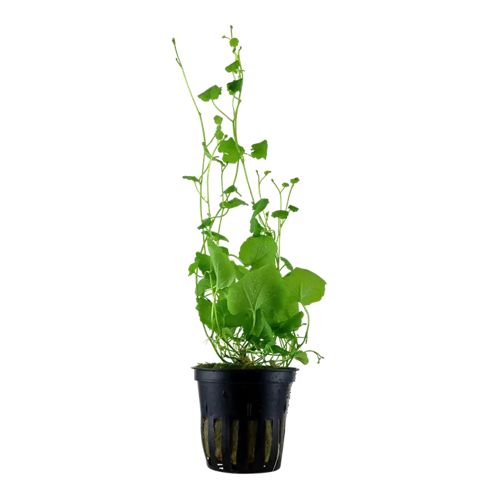Cardamine lyrata