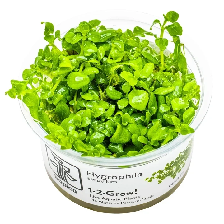 Hygrophila serpyllum aquarium plant