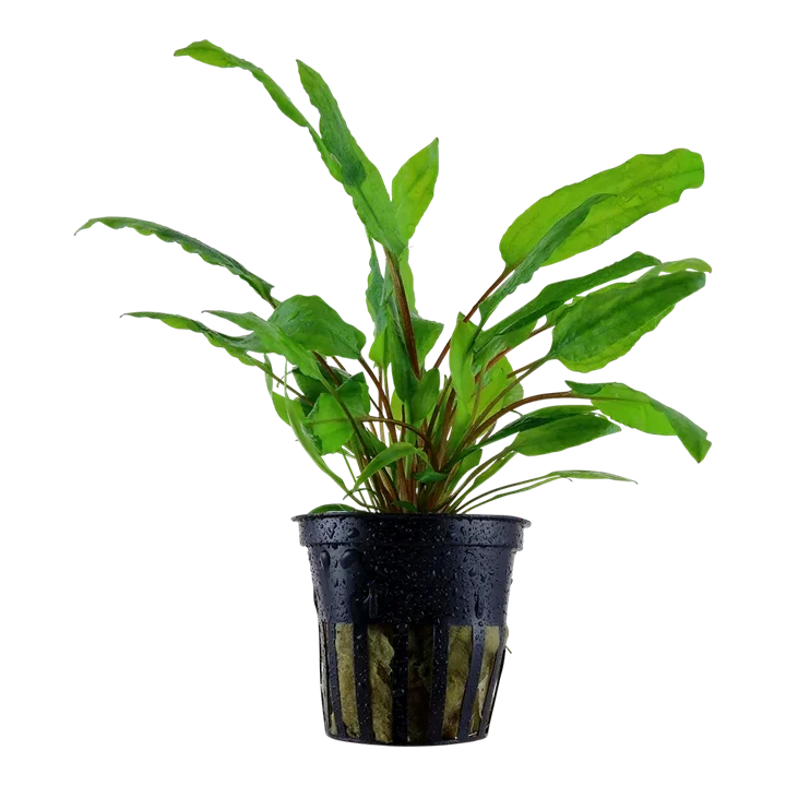 Cryptocoryne wendtii ''Green'' aquarium plant