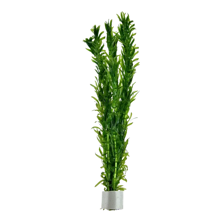 Egeria densa