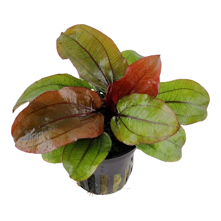 Echinodorus 'Reni' aquarium plant