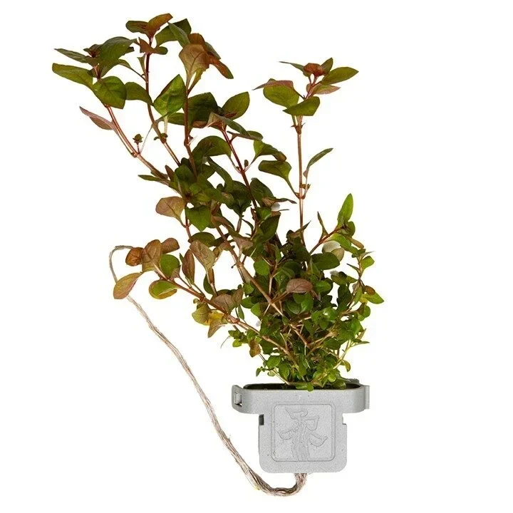Ludwigia palustris "Super Red" aquarium plant