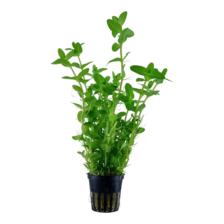 Bacopa caroliniana
