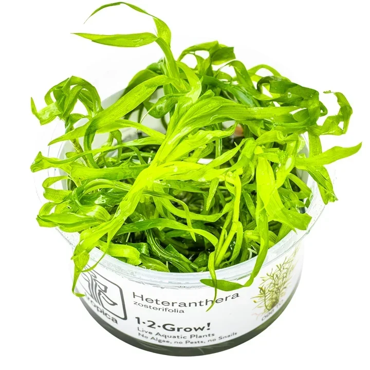 Heteranthera zosterifolia
