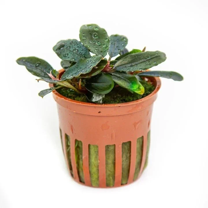 Bucephalandra sordidula aquarium plant