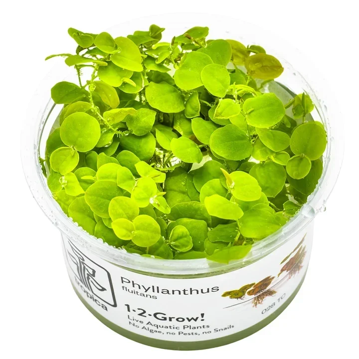 Phyllanthus fluitans aquarium plant