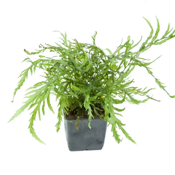 Bolbitis heudelotii aquarium plant