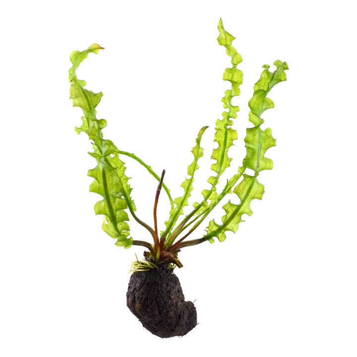 Aponogeton longiplumulosus