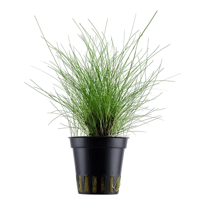 Eleocharis pusilla ("E. parvula", "Mini hairgrass", Eleocharis sp. "Belem")