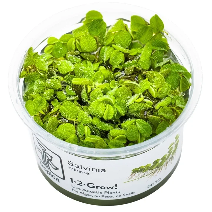 Salvinia minima aquarium plant