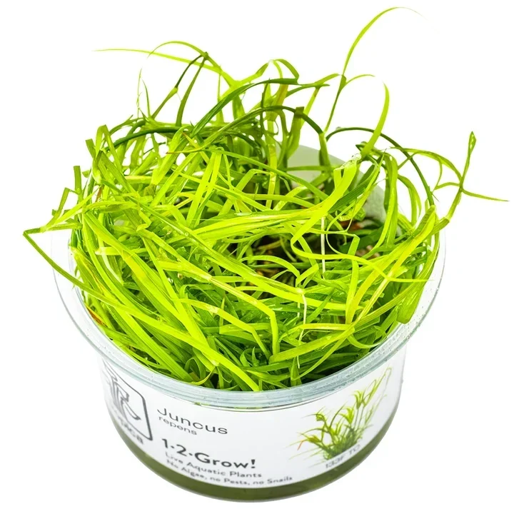 Juncus repens aquarium plant