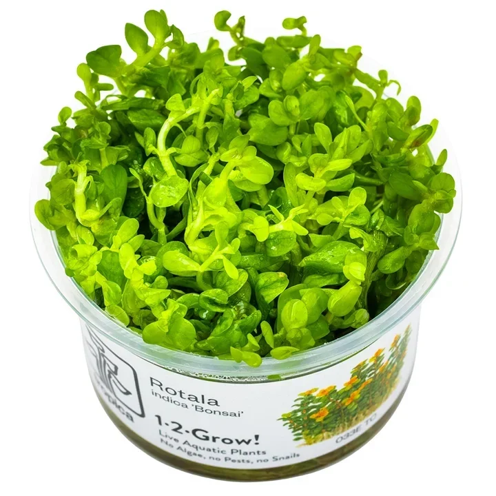 rotala indica aquarium plant