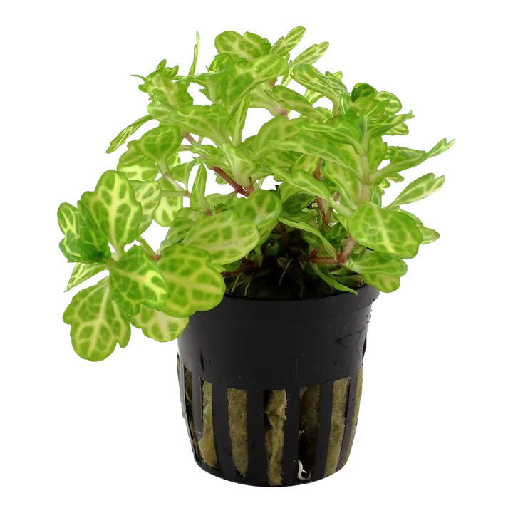 Shinnersia rivularis 'Variegated' aquarium plant