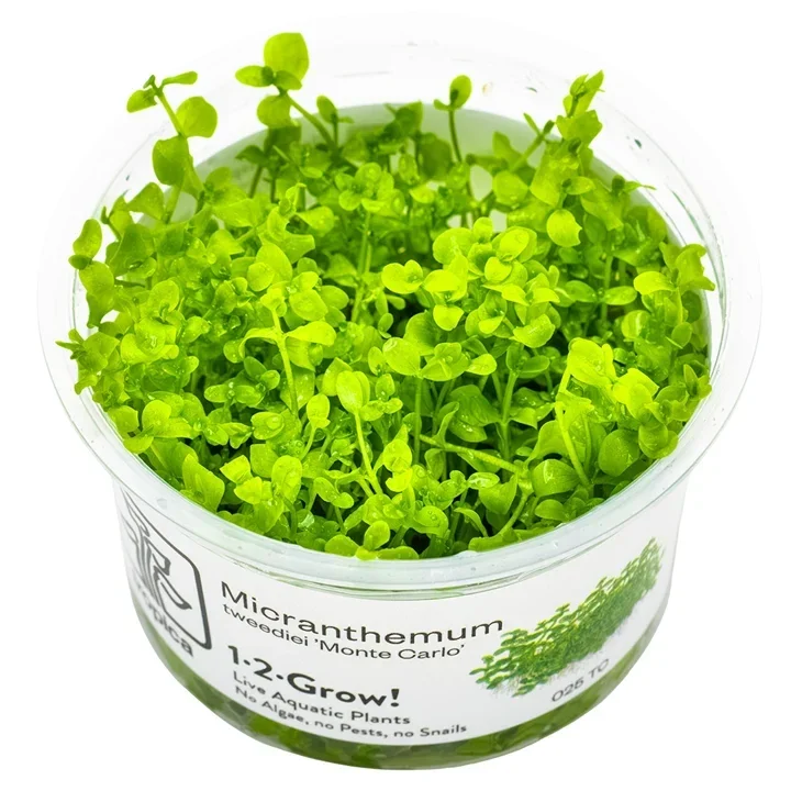 Micranthemum tweediei aquarium plant