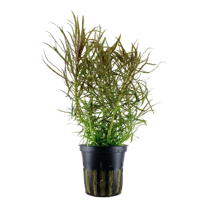 Pogostemon stellatus aquarium plant