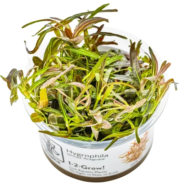 Hygrophila lancea "Araguaia" aquarium plant