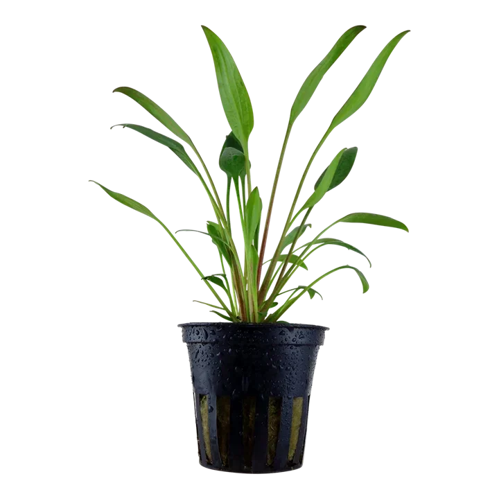 Cryptocoryne × willisii "lucens" aquarium plant