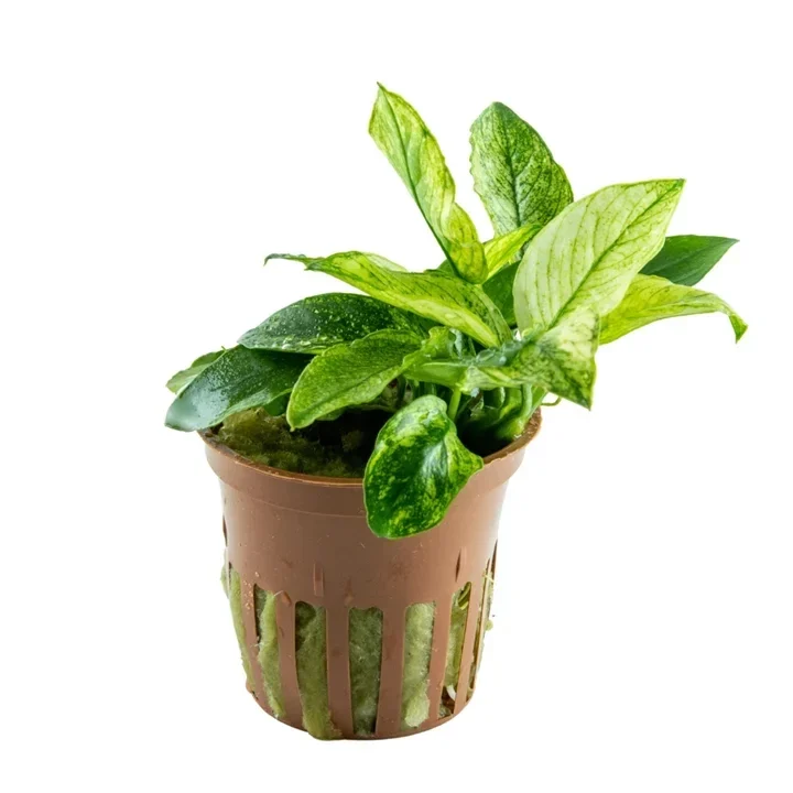 Anubias barteri var. nana 'Pinto' aquarium plant